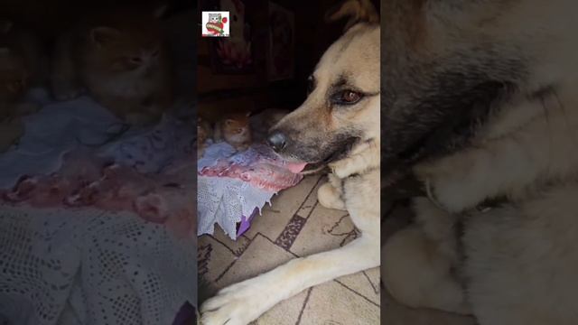 Удивительные факты про наших любимых кошек ☝️❤️😻