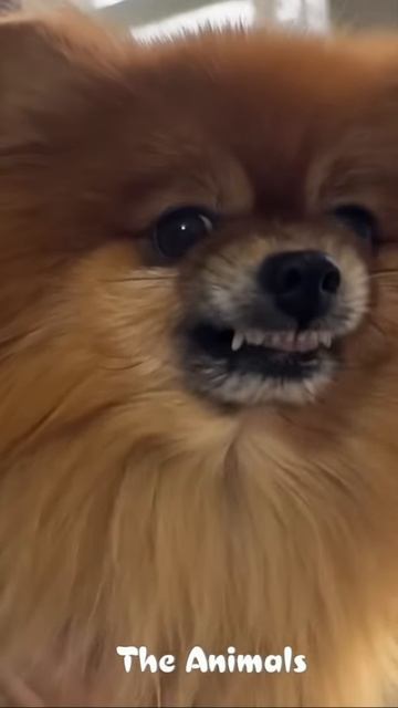 😺 Ты на кого гавкаешь_! 🐕  Смешное видео  с собаками, кошками и котятами! 🐱