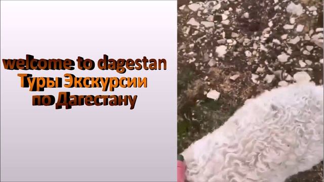 welcome to dagestan. Туры,экскурсии по Дагестану в майские праздники