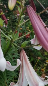 Лилия "Eastern Moon" | Lilien Eastern Moon #lilien #лилия #цветы #растения #