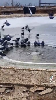 зимой пруд чисти