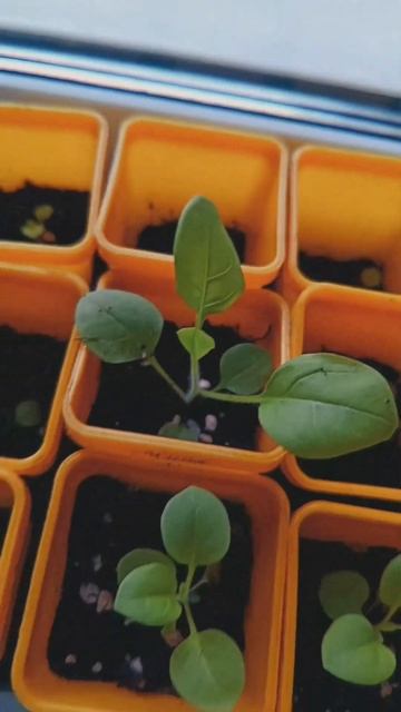 🌱 #моменты #природа #петуния #петунии #цветы #росток #м?