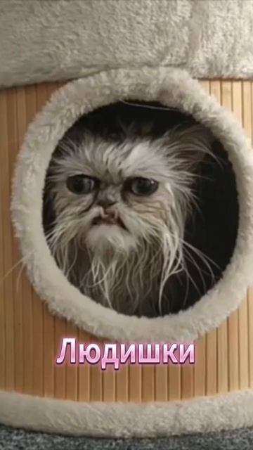 КОШАЧЬЯ НЕНАВИСТЬ 😒 Старый КОТ 👨🏻🦳 жалуется на весь мир! 😾 С ОЗВУЧКОЙ 🔥 #cat #shorts #озвучка