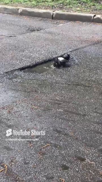Санкт-Петербург. 08.05.2025. Улица Хошимина. Серая ворона за водными процедурами #сераяворона