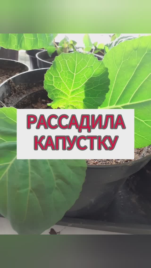 Рассадила капустку