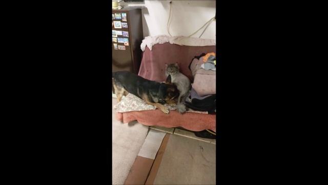 Собака. Кот. Том и Кос