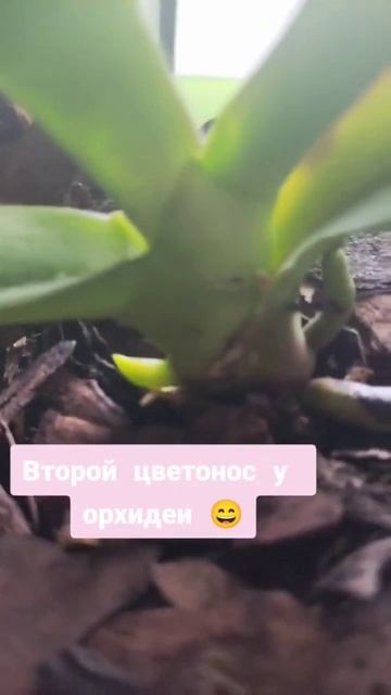 2-ой цветонос орхидеи inst:mala_plants #домашняяоранжерея #рас