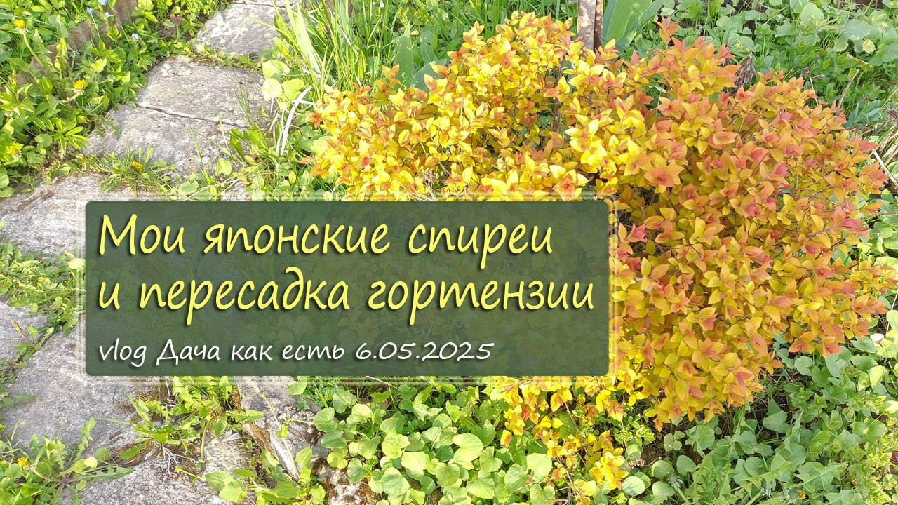 Пересаживаю гортензию, обслуживаю триммер, кошу и т.д. /  vlog Дача как есть 6.05.2025