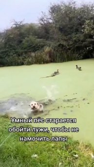 Ох уж эти лужи 😂