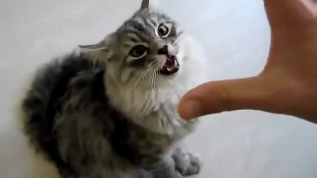 Песня кошки