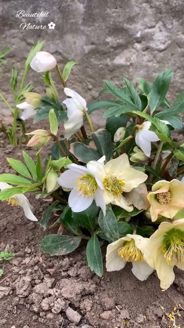 ✿ КРАСИВЫЙ ЦВЕТОК МОРОЗНИК #spring #springflowers #garden #весенние