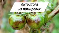 ФИТОФТОРА НА ПОМИДОРАХ! Как Спасти Урожай?