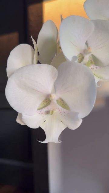 #phal #white #biglip #orchid #цветениеорхидей #белыйбиглип