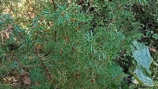 Можжевельник против целлюлита