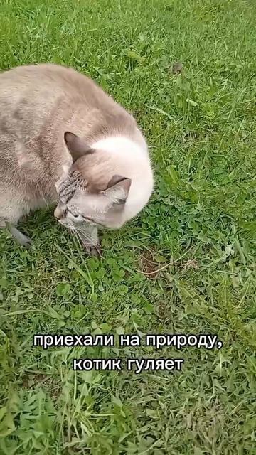 котик гуляет :)
