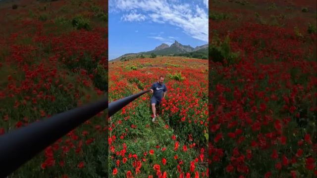 Очень красивое маковое поле в Крыму