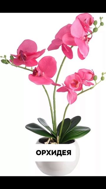 как выглядят растения в доме и в природе