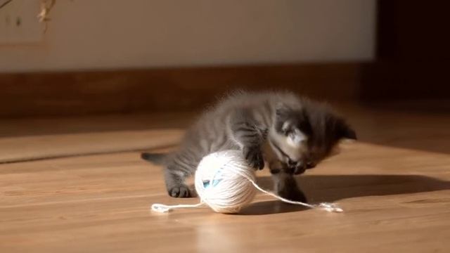 котенок с клубком ниток- видео из бота