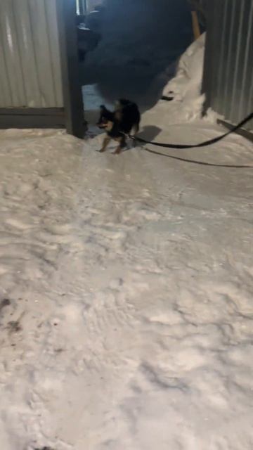 Мартин и Шила 🐾