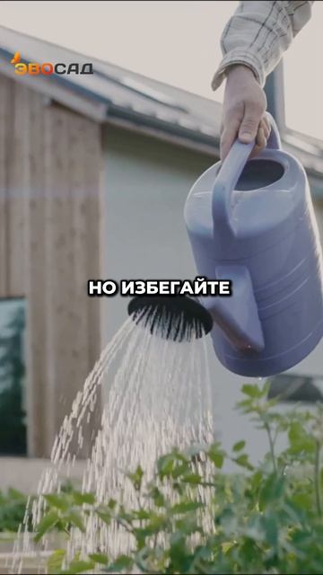 Как сохранить петунии на зиму #петунии #садоводство #ц?