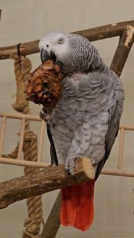 Над тем как Кира ест орехи, смеяться можно вечно. Фаня ?