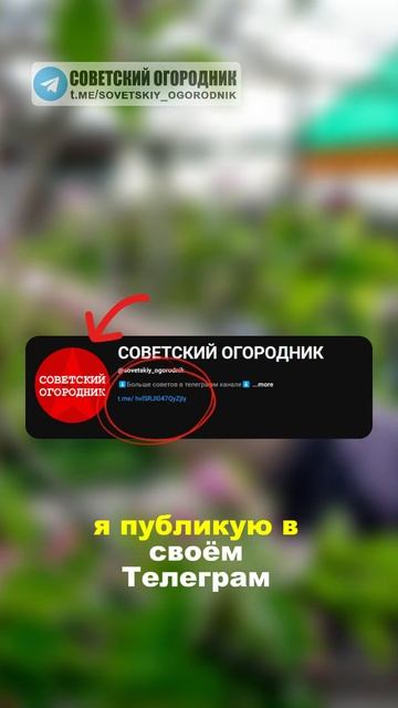 Секреты ухода за плодовыми деревьями в Феврале. Совет?
