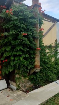 Кампсис лиана