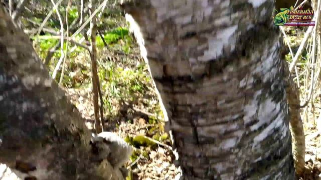 Сбор дикоросов в тайге Хабаровского края, 1ч, черемша, Лимонник Китайский, Чага, и многое другое!