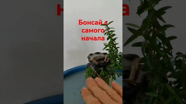 Бонсай маме