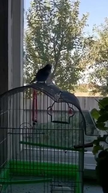 Попугай ругает кота. Есть мат!