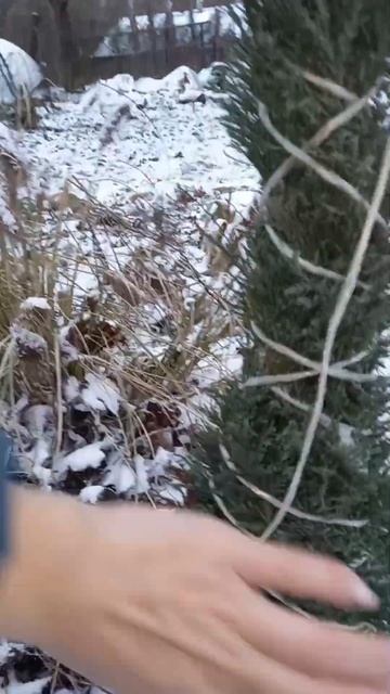 🌲КАК УБЕРЕЧЬ ХВОЙНИКИ ЗИМОЙ?бюджетно❗️#хвойные #хво