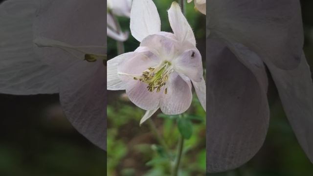 Аквилегия розовая - водосбор орлики.