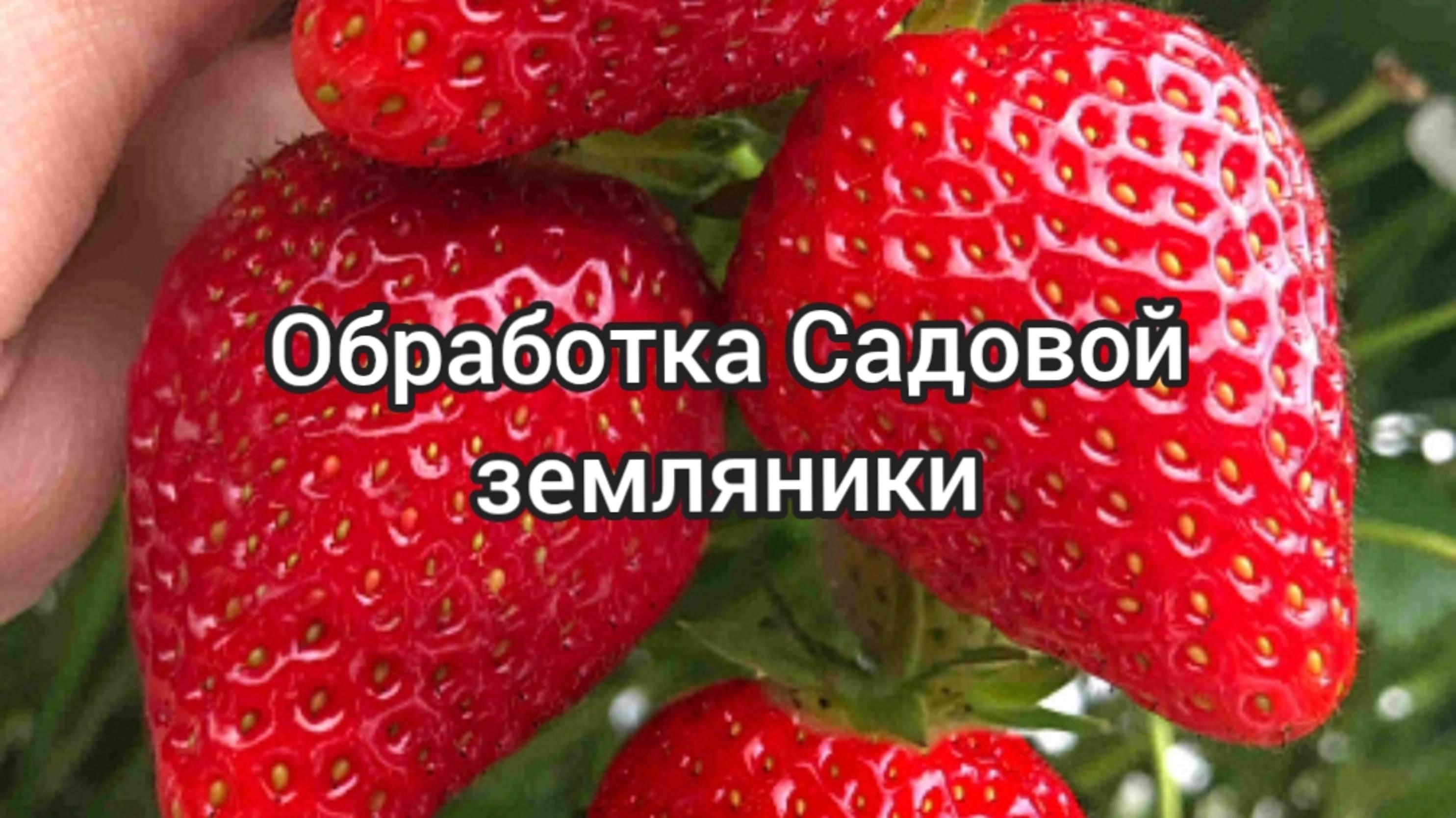 САДОВАЯ ЗЕМЛЯНИКА готова к сезону.07.05.25г