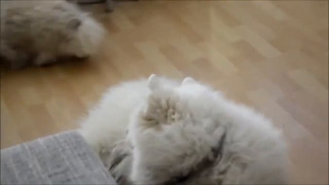Веселый импрессивный пес