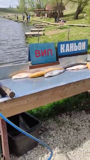 Рыбалка на форель.