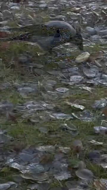 Ворона потрепала голубя