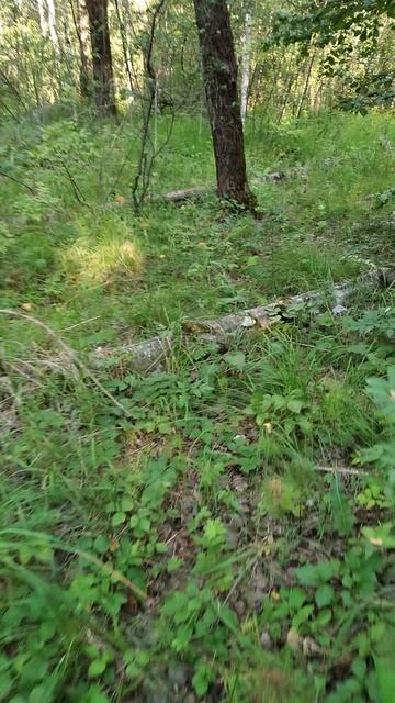 VID_20230730_075316