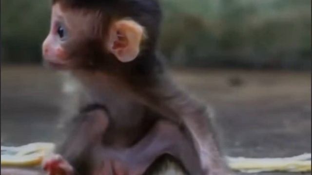 Очаровательй Baby Monkey деликатно ждет своей очереди 1000004130.mp4