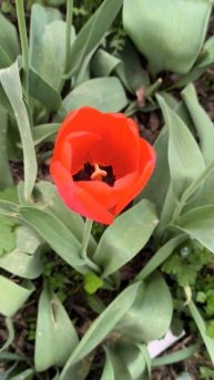 Красный тюльпан