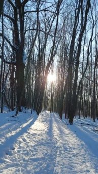 Лесной перекресток ...#красота #зима #таинственное