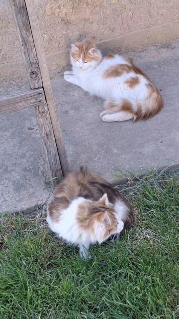 Забавные котята Милые кошечки Крутые коты Кошкин дом #