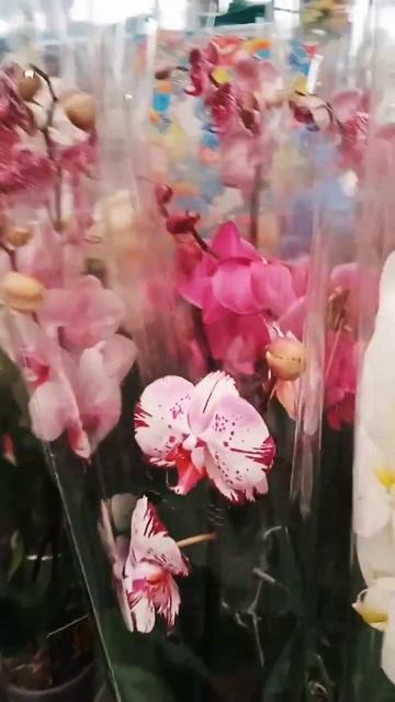🌺🥀🌷Новый завоз орхидей🥰👍🌹