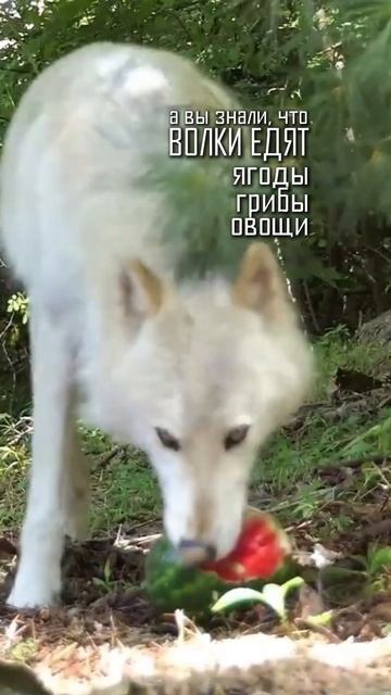 В чём секрет суровых овчарок из СССР?