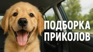 Смех до слёз: лучшие приколы №138