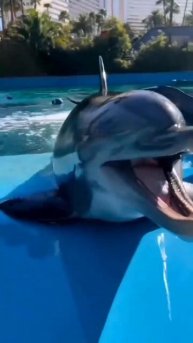 Говорящий Дельфин🤗💙🐬Talking Dolphin🐬💙