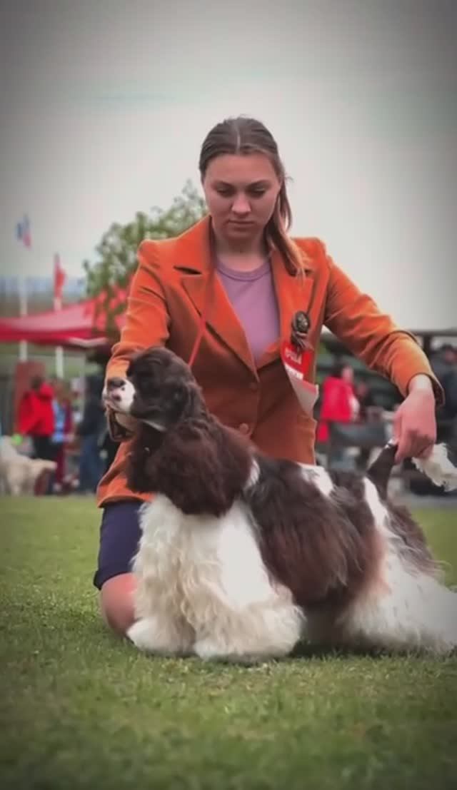 📞+7 988 769-14-77 Американский Кокер спаниель 🐶 мальчик, заводчик ✍️ Худякова Валерия