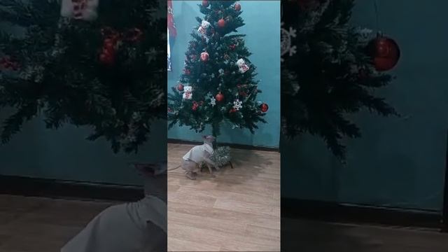И это моя кошка Софа.Так же у меня есть попугай и совсе?