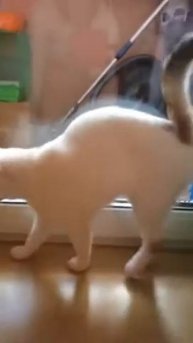 Привет из дома от Жасмин.