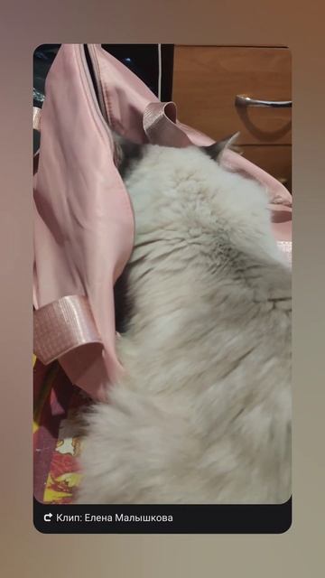 кимоно, шапочка и кот 🤣🐱