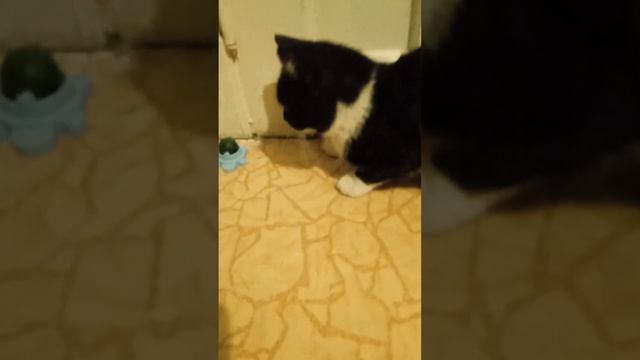 кот катает кошачью мяту по полу
